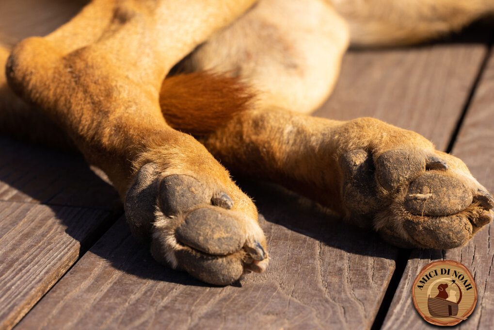 Proteggere i polpastrelli dei cani