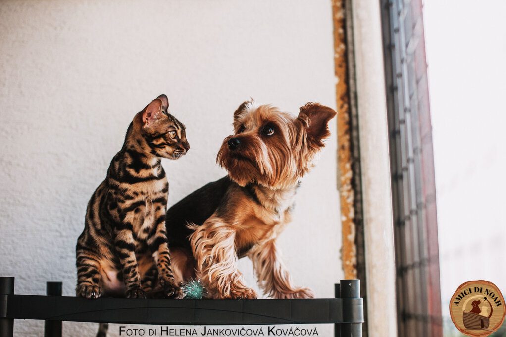 convivenza cane e gatto