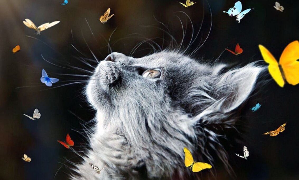 Curiosità sui gatti