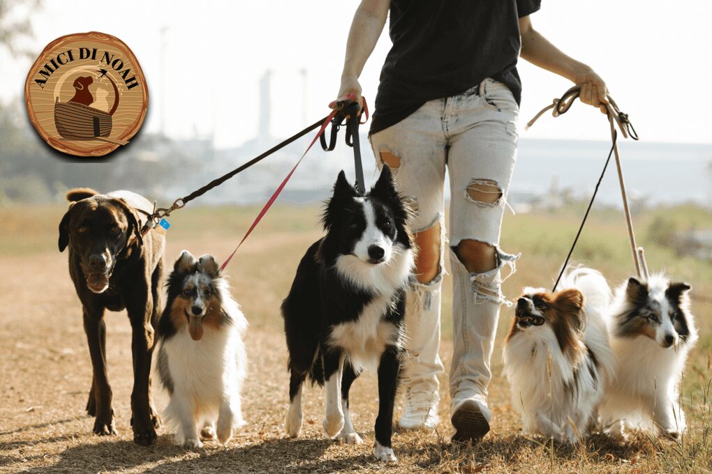 come addestrare un cane