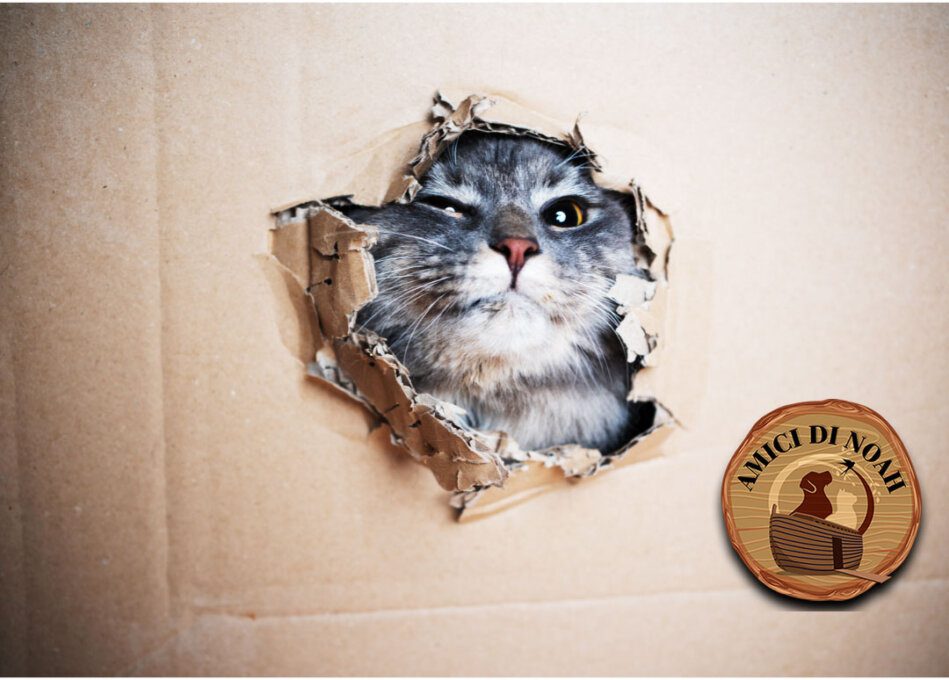 il gatto e le scatole