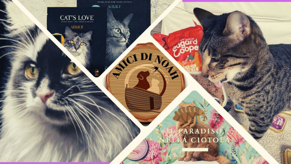 Gatti consigli per una dieta sana