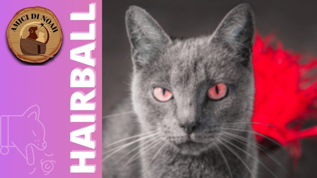 Hairball per i gatti