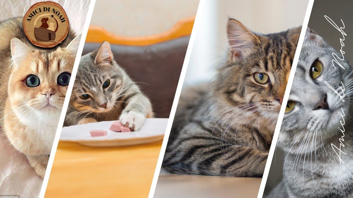 come prendersi cura di un gatto